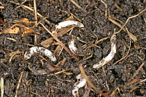 Maggot larvae of Dark winged fungus gnats (Sciaridae) feeding on fine plant roots in garden soil, Wales, UK, May