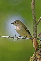 Pied flycatcher (Ficedula hypoleuca) female with insect prey on barbed wire, Wales, UK, June