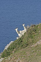 Family of Feral goats (Capra hircus) on sea cliff, North Wales, Uk, July