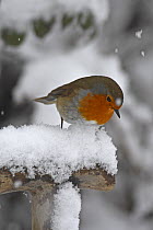Robin (Erithacus rubecula) perched on fork handle in snow, Wales, UK, February