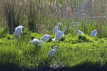 Little egret (Egretta garzetta) group resting amongst reeds, North Wales, UK, April