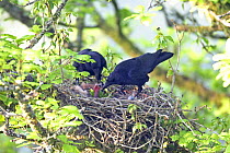 Carrion crow (Corvus corone) pair at nest feeding  chicks in oak tree, Wales, UK, May