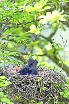 Carrion crow (Corvus corone) adult brooding chicks on nest in oak tree, Wales, UK, May
