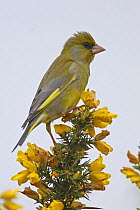 Greenfinch (Carduelis chloris) male perched on Gorse, Wales, UK, May