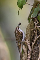 Common treecreeper (Certhia familiaris) bringing insect prey to nest on ivy covered tree trunk, Wales, UK, May