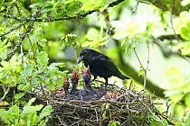 Carrion crow (Corvus corone) female with chicks at nest in oak tree, Wales, UK, May
