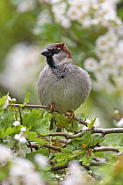 House / Common sparrow (Passer domesticus) male in Hawthorn tree with feathers fluffed up, Wales, UK, May