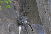 Peregrine falcon (Falco peregrinus) perched on rock ledge below cliff nest, Wales, UK, May
