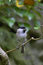 Marsh tit (Poecile palustris) with insect prey, Wales, UK