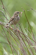 Meadow pipit (Anthus pratensis) perched amongst rushes with caterpillar prey in beak, Wales, UK, May