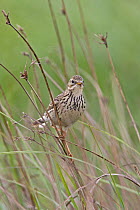 Meadow pipit (Anthus pratensis) perched amongst rushes, Wales, UK, May