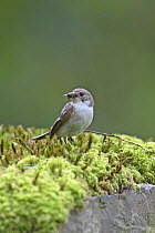 Pied flycatcher (Ficedula hypoleuca) female perched on moss on wall with insect prey in beak, Wales, UK, June