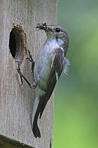 Pied flycatcher (Ficedula hypoleuca) female with insect prey at entrance to nest box, Wales, UK, June