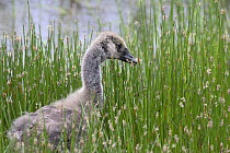 Canada goose (Branta canadensis) gosling feeding at water's edge on soft rushes, Wales, UK, June