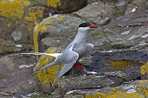 Arctic tern (Sterna paradisaea) perched on rocks, Farne Is, UK, June