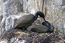 Shag (Phalacrocorax aristotelis) pair at nest on rocks, Farne Is, UK, June