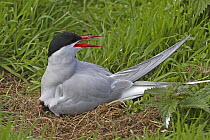 Arctic tern (Sterna paradisaea) on nest with tiny chick peeping out from underneath, Farne Is, UK, June