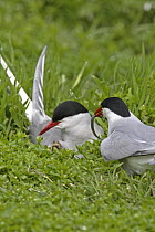Arctic tern (Sterna paradisaea) male offering Sandeel to female on nest, Farne Is, UK, June
