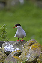 Arctic tern (Sterna paradisaea) standing on rocks calling, Farne Is, UK, June