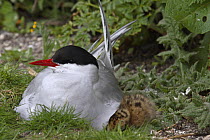 Arctic tern (Sterna paradisaea) with chick on nest, Farne Is, UK, June