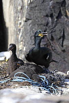 Shag (Phalacrocorax aristotelis) with fledgelings at nest, with fishing rope, Farne Is, UK, June