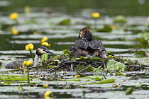 Great crested grebe (Podiceps cristatus) male bringing food to nest to feed chicks, Bedfordshire, UK, June