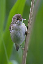 Reed warbler (Acrocephalus scirpaceus) perched on reed with caterpillar prey, UK, June