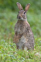 European rabbit (Oryctolagus cuniculis) sitting up to check for danger, UK, June