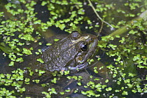 Bullfrog (Rana catesbiana) surfacing in pond, Kent, UK, June