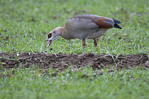Egyptian goose (Alopochen aegyptiacus) grazing in field of wheat, Norfolk, UK, December
