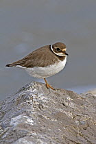 Ringed plover (Charadrius hiaticula) perched on rock, standing on one leg, Wales, UK, December