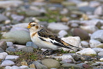 Snow bunting (Plectrophenax nivalis) male in winter plumage searching for seeds on beach, Wales, UK, January