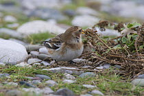 Snow bunting (Plectrophenax nivalis) female in winter plumage searching for seeds on beach, Wales, UK, January