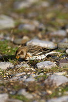 Snow bunting (Plectrophenax nivalis) female in winter plumage searching for seeds on beach, Wales, UK, January