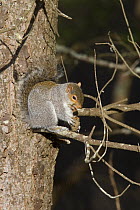 Grey squirrel (Scirius carolinensis) feeding on Scots Pine cone in tree, Wales, UK, January