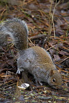 Grey squirrel (Scirius carolinensis) drinking from woodland pool, Wales, UK, January