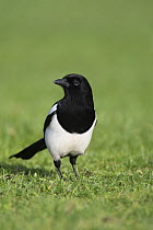 Magpie (Pica pica) Wales, UK, February