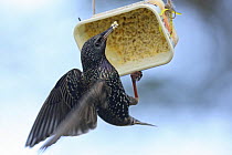 Common starling (Sternus vulgaris) feeding on homemade garden fat feeder, Wales, UK, February