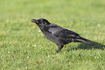 Carrion crow (corvus corone) swallowing worm on lawn, Wales, UK, February