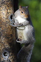 Grey squirrel (Sciurus carolinensis) feeding from bird seed feeder, Norfolk, UK, February