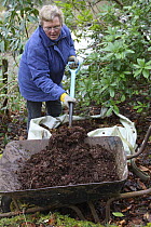 Woman forking well-rotted leaf mold from a big bag into a wheel barrow, UK, model released