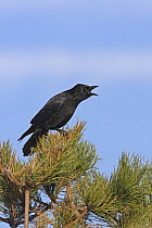Carrion crow (Corvus corone) calling from top of pine tree, Wales, UK, February