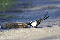 Magpie (Pica pica) feeding on dead rabbit beside road, pecking out the eye, Carmarthenshire, Wales, UK, February