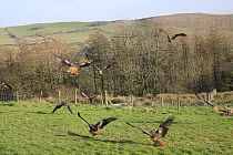 Red kites (Milvus milvus) swooping down for food at feeding station, Carmarthenshire, Wales, UK, February 2008