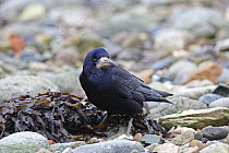 Rook (Corvus frugilegus) feeding at tideline on seashore, North Wales, UK, February