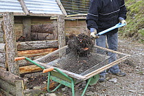 Gardener sieving raw compost through seive, UK, model released