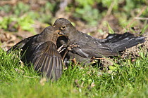 Blackbird (Turdus merula) two females fighting, Wales, UK, February