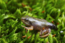 Young Common frog (Rana temporaria) froglet, with stump of a tail, Spain