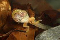 Common frog (Rana temporaria) tadpole with back legs, Spain
