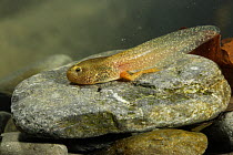 Common frog (Rana temporaria) tadpole on stone with back legs having grown, Spain
